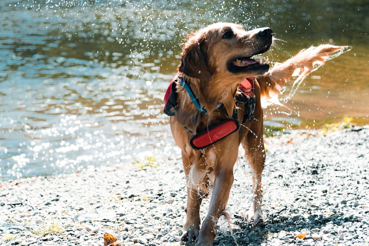 Top Pet Grooming Services in Kathmandu