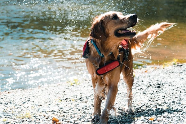 Top Pet Grooming Services in Kathmandu