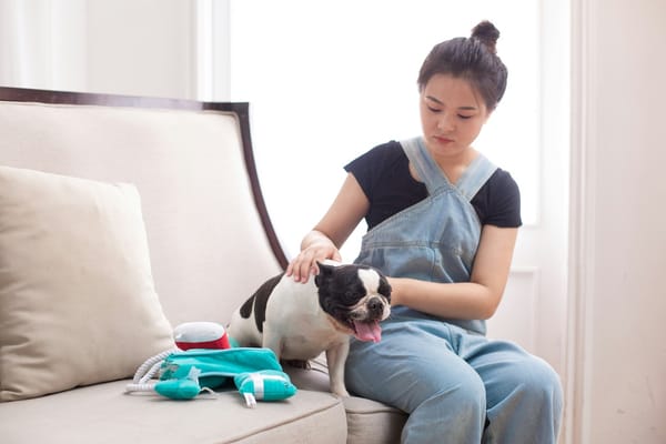 Pet grooming in Kathmandu, Nepal